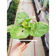 Syngonium Roxanne 12 cm pot
