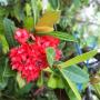 Ixora sp.(T10) maybe Crimson Star