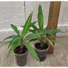 Кордилайн фрути. Киви / Cordyline Fruti. 'kiwi' 
