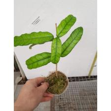 Hoya globulosa 1.7"