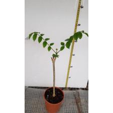 Spathodea Campanulata