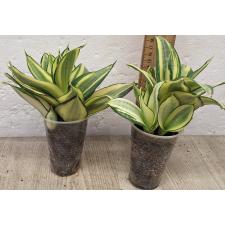 Сансевиерия Голден Хании / Sansevieria golden Hahnii