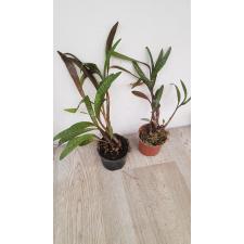 ledebouria socialis -250p