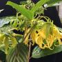 Cananga odorata var. fruticosa