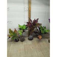 Codiaeum Nongluk 53-46/1