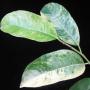 Mimusops elengi (white variegated leaf)
