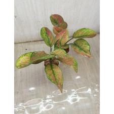 Aglaonema Heng Heng - green A-28