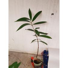 Syzygium sp pot