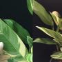 Heliconia sp. (white variegated)