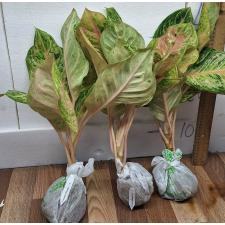 Аглаонема Тигр 3 цвета / Aglaonema Tiger 3 colors A-81