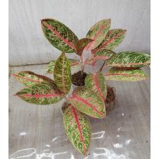 Aglaonema NEW11 BanLung стакан