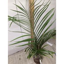 Dypsis decaryi (Triangle Palm) 87