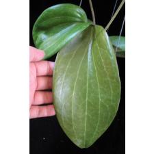 612 Hoya marginata IML1727