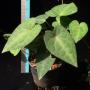 Piper ribesoides (short leaf)