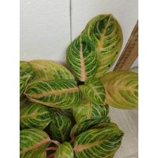 Aglaonema Siam Perfect Thailand A-100
