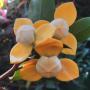 Mitrephora keithii 'Super Gold' (grafted).