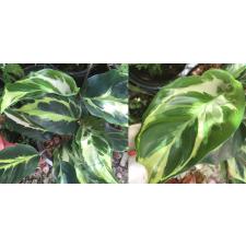 Calathea louisae 'Electric shock'