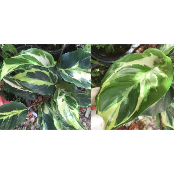 Calathea louisae 'Electric shock'