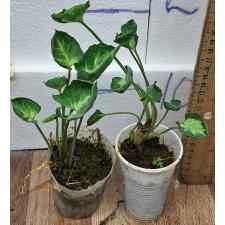 Сингониум 'Мани Кап' - 'Годзилла' / Syngonium 'Money Cup' - 'Godzilla'