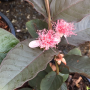 Psidium guajava (red leaf)