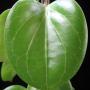Hoya sp.654 (aff cominsii) thick leaf           654