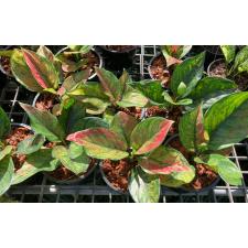 Aglaonema Heng Heng Heng 35-36