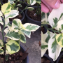 Pedilanthus tithymaloides 'Variegatus' (wide leaf).