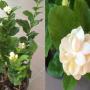 Jasminum Mali Chat (big flower)
