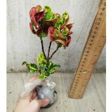 Codiaeum A25 Lady bug