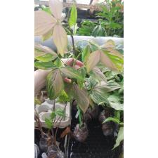 Syngonium 'Pink Splash' 225