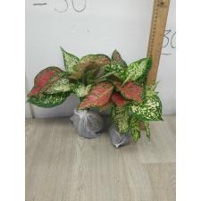 Aglaonema Anyamanee Two tone A-15