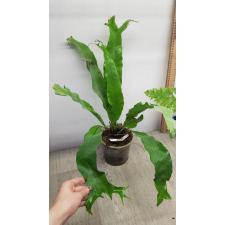 Polypodium musifolium x Microsorum 'Mermaidtail' 180/1 по 3200р