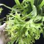 Microsorum punctatum 'Kinnaree' (Superclone)