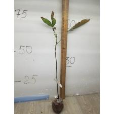 Dimocarpus longan ‘Crystal’ (red fruit)(seedling) 72