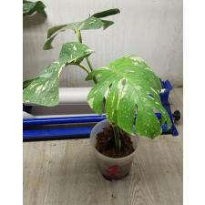 Monstera deliciosa ‘Thai Constellation’ pot 1 по 3100р