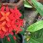 Ixora sp.(29) Hawaii.