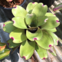 Neoregelia Ninja Pink.
