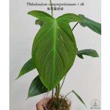 Philodendron camposportoanum
