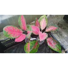 Aglaonema Chang Daeng 7A november.
