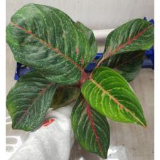 Aglaonema Sombat Siam green A-43