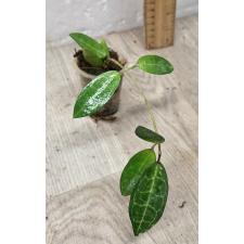 Hoya elliptica (S)