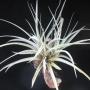 T. karwinskyana x utriculata 44