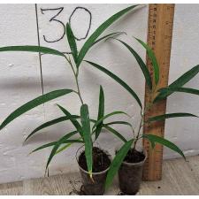 Фикус Алии / Ficus Alii (S)