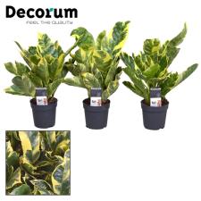 Кодиеум Эбурнеум Копстек / Codiaeum Eburneum Kopstek