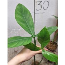 philodendron tripartitum