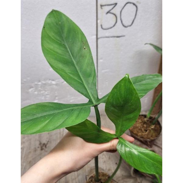 philodendron tripartitum