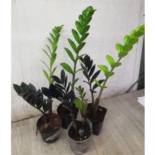 Zamioculcas zamiifolia SP (black leaf) 