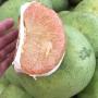 Citrus maxima 'Thong Dee' (Grafted)