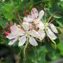 Lysiphyllum hookerii (exotic plant)