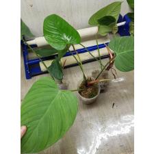 Philodendron Asperatum. Fuzzy petioles pot